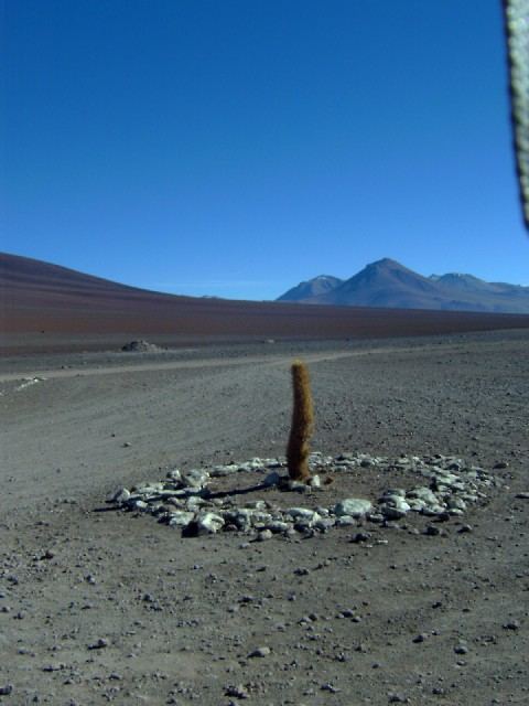 A lone cactus at the border of Chile and Boliva