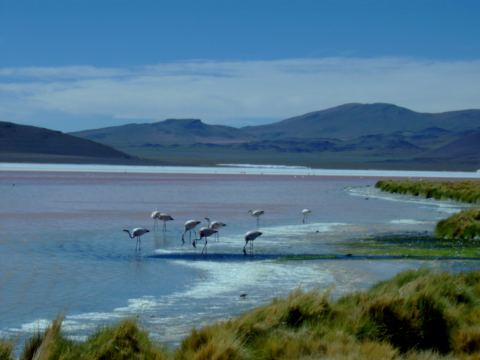 Flamingos close up on Lago Roja