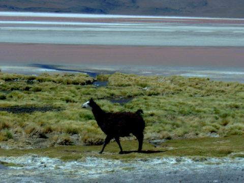 A llama in front of Lago Roja
