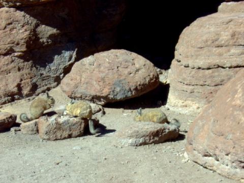 Desert rabbits