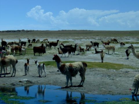 We encountered a herd of llamas by a water hole