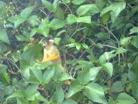 Small monkeys