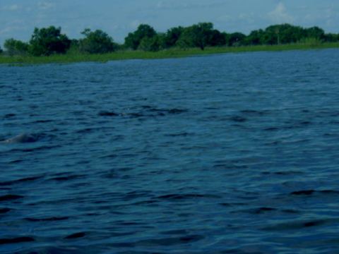 Dolphins left and centre!