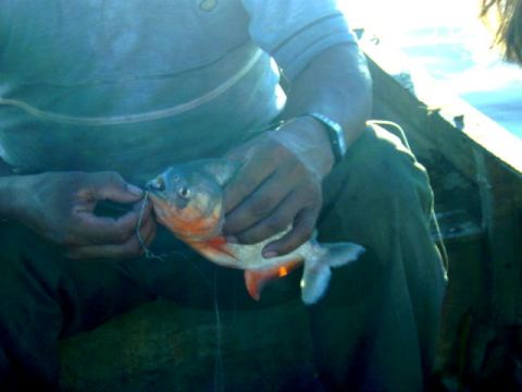 The guide with one of his Pirannhas