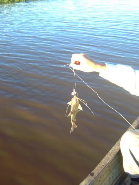My catfish!!