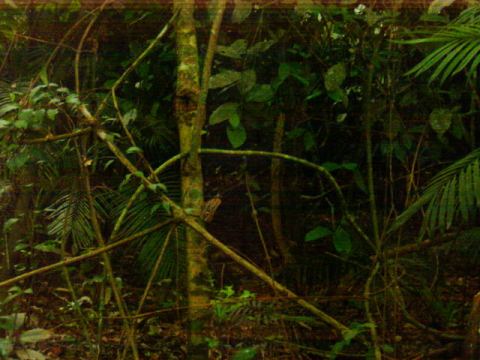 On the jungle walk the next day