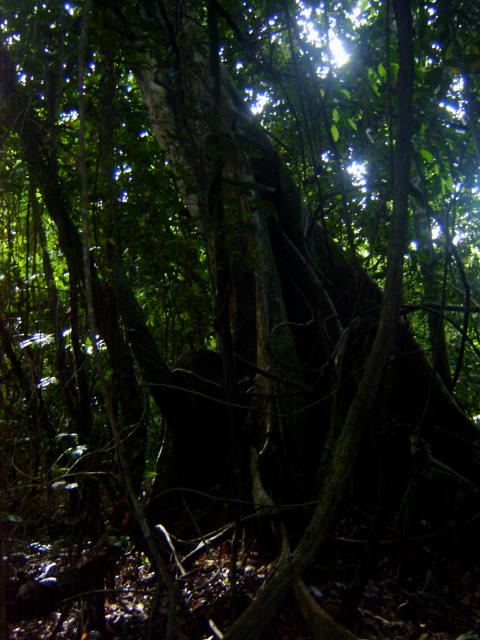 A strangler tree