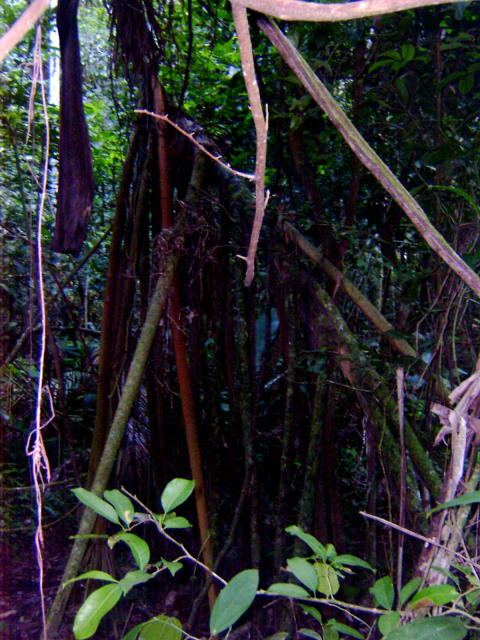 Walking tree