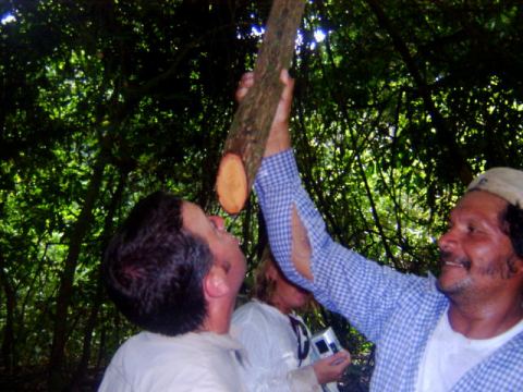 Drinking from a vine