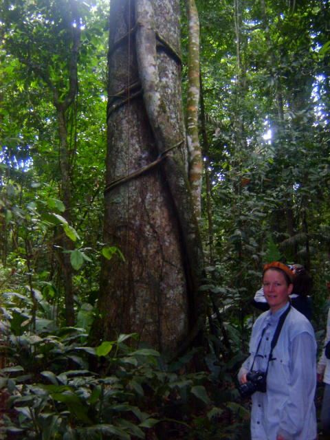 The Strangler Tree